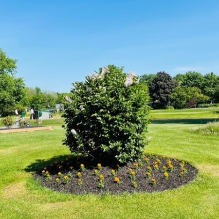 Lilac Bush